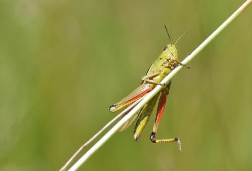 Stethophyma grossum
